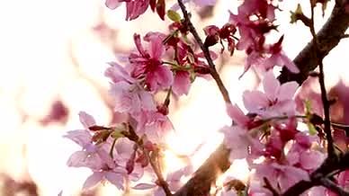 春天逆光唯美樱花实拍4k视频的预览图